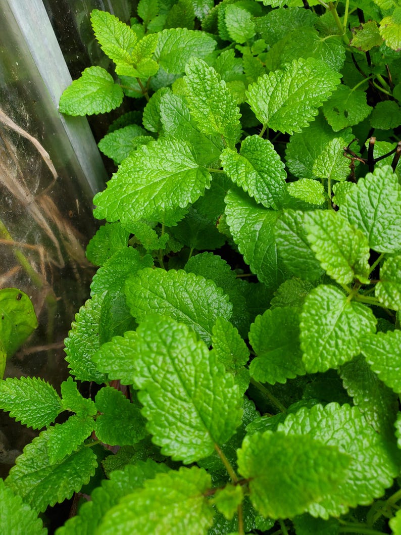 Puede incluir: Primer plano de un exuberante parche verde de melisa, una hierba con hojas dentadas.