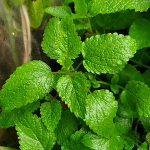 Puede incluir: Primer plano de una planta de melisa verde exuberante con hojas vibrantes y texturizadas.