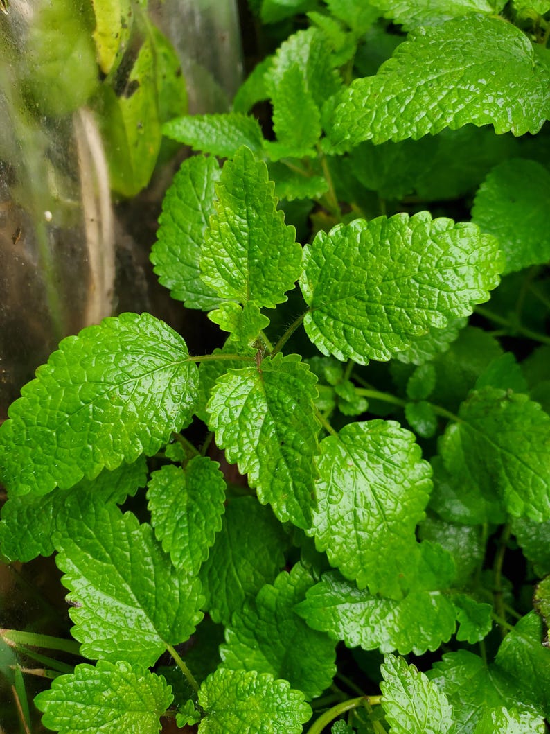 Puede incluir: Primer plano de una planta de melisa verde exuberante con hojas vibrantes y texturizadas.