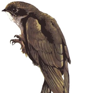 black swift, bird of towns and villages, digital download: jpg pdf tiff