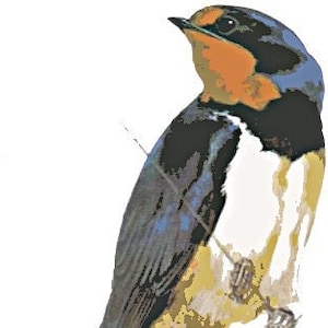 chimney swallow, birds of towns and villages, digital format: jpg pdf tiff