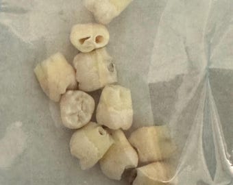100% REAL human teeth, STERILIZED, for jewelry, for dental students, 10 count of human POSTERIOR teeth, B Grade molar random