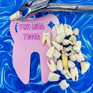 100% REAL human teeth, STERILIZED, for jewelry, for dental students, 5 count of human POSTERIOR teeth, B Grade molar and bicuspid random