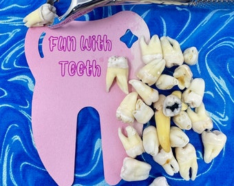 100% REAL human teeth, STERILIZED, for jewelry, for dental students, 5 count of human POSTERIOR teeth, B Grade molar and bicuspid random