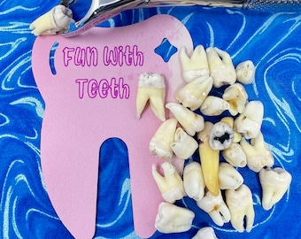 100% REAL human teeth, STERILIZED, for jewelry, for dental students, 5 count of human POSTERIOR teeth, B Grade molar and bicuspid random