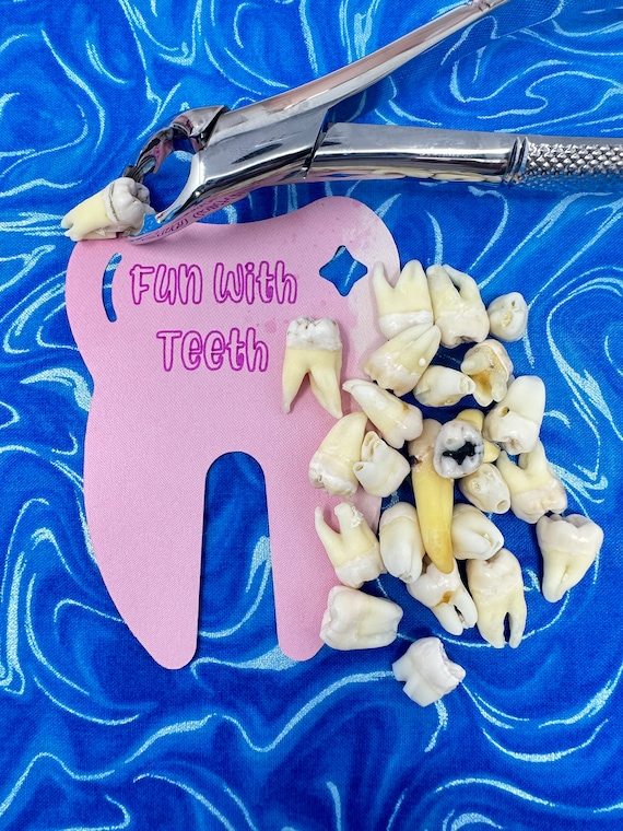 100% REAL human teeth, STERILIZED, for jewelry, for dental students, 5 count of human POSTERIOR teeth, B Grade molar and bicuspid random
