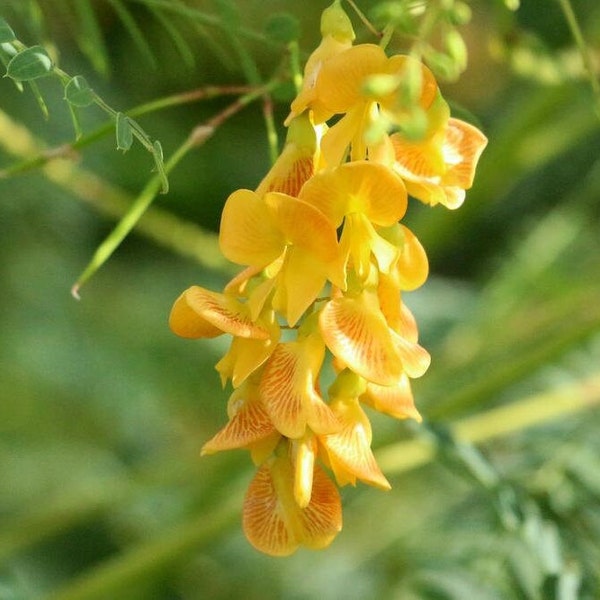 Texas Rattlebush - Heirloom Seeds, Native Wildflower, Hardy, Drought-Tolerant, Non-GMO, Pollinator Friendly, Nitrogen Fixer