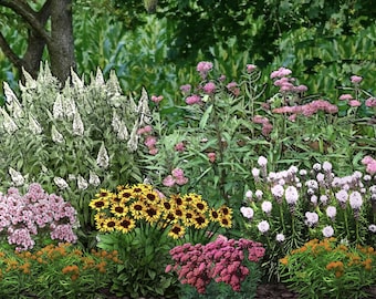 The Meadow | DIY Pollinator Garden Design | Butterfly & Bee Friendly | Zones 5-8 | Instant Download