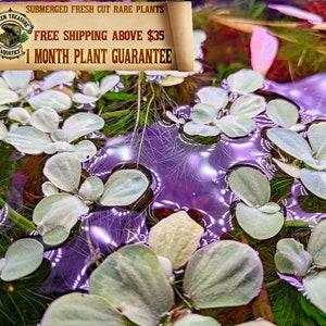 VARIEGATED Dwarf Water Lettuce [EXTREMELY RARE Floating Aquarium Plant]