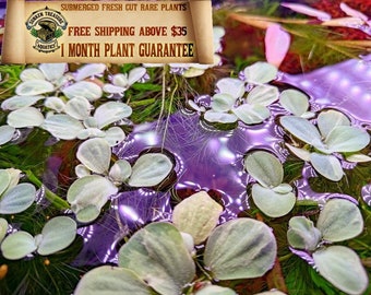 VARIEGATED Dwarf Water Lettuce [EXTREMELY RARE Floating Aquarium Plant]