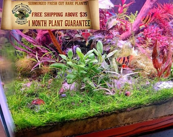 Rare Creeping Crassula Australia Aquarium Plant - Carpeting Variety for Stunning Aquatic Displays