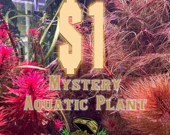 1 Dollar Aquarium Plant - Mystery Easy Stem SALE BARGAIN