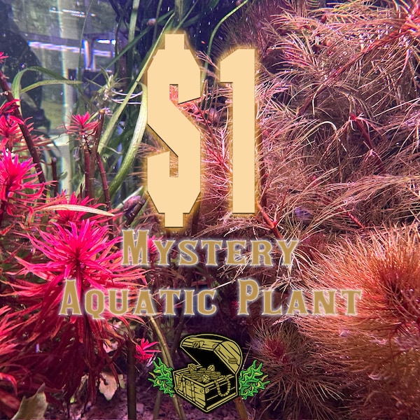 1 Dollar Aquarium Plant - Mystery Easy Stem SALE BARGAIN