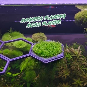 May include: A purple, hexagonal floating moss planter filled with vibrant green moss. The text "MAGNETIC FLOATING MOSS PLANTER" is written in white script. The planter is suspended in an aquarium with other aquatic plants.