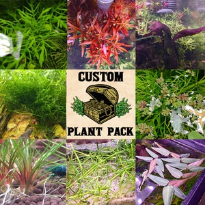 CUSTOM Aquarium Plant Bundle DESIGNED For You! ||+Free Floater|| AMAZING Value!