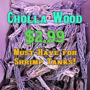 The Shrimp Log - High Quality Cholla Wood