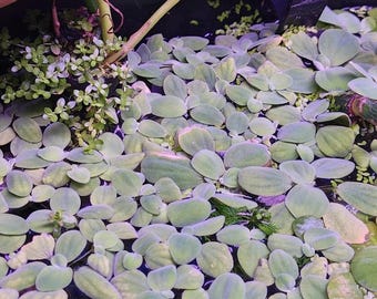 Dwarf Water Lettuce | Aquarium Floating Plant
