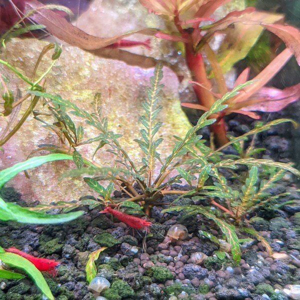 Hygrophila Pinnatifida [GORGEOUS Aquarium Plant]