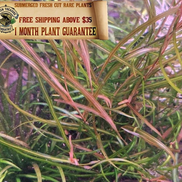 Rare Potamogeton Gayi Aquarium Plant - Lush Grassy Addition for Your Tank