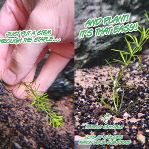 plantStaples2.png