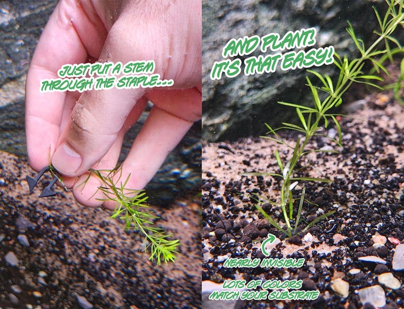 plantStaples2.png
