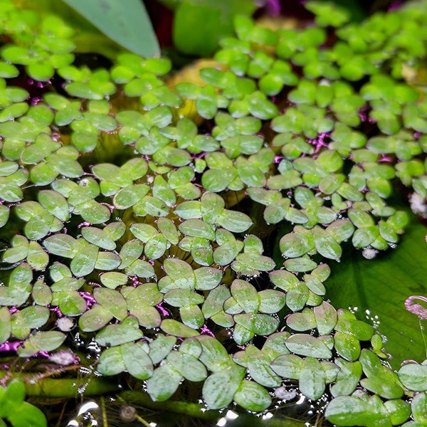 Duckweed the Ultimate Algae Cure - All Natural - Control and Prevent Algae Growth