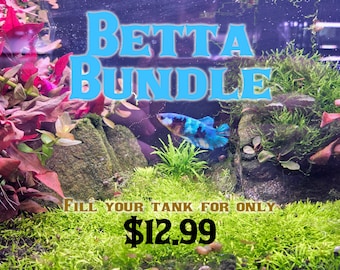 The Betta Bundle - Stock your Betta Tank with Plants for Cheap! 3 Betta-Friendly Plants + Floater + Catappa Leaves for 12.99