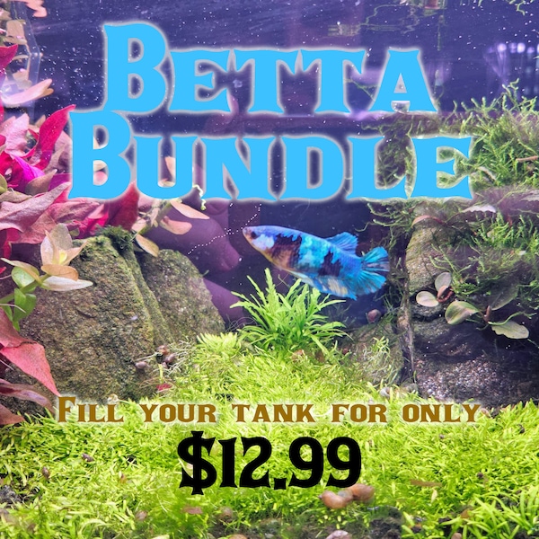 The Betta Bundle - Stock your Betta Tank with Plants for Cheap! 3 Betta-Friendly Plants + Floater + Catappa Leaves for 12.99