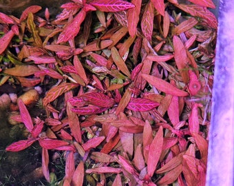 Hygrophila Sunset - EASY Rare and Beautiful Live Plant for Aquarium