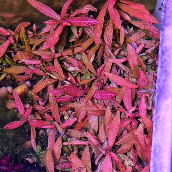 Hygrophila Sunset - EASY Rare and Beautiful Live Plant for Aquarium