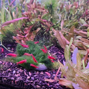 May include: An aquarium scene featuring vibrant red shrimp amidst lush green aquatic plants. The shrimp are clustered around a mossy area, with a backdrop of various reddish-brown and green plants. The substrate is composed of small, dark pebbles.