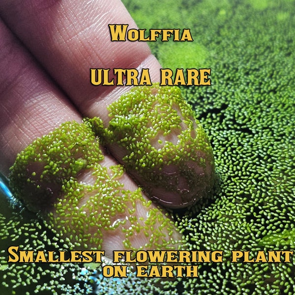 Wolffia Globosa [Extremely Rare FLOATING PLANT!] World's Smallest Flowering Plant