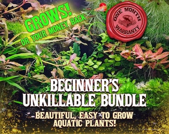 Ultra Rare - Bucephalandra King Devil - Etsy