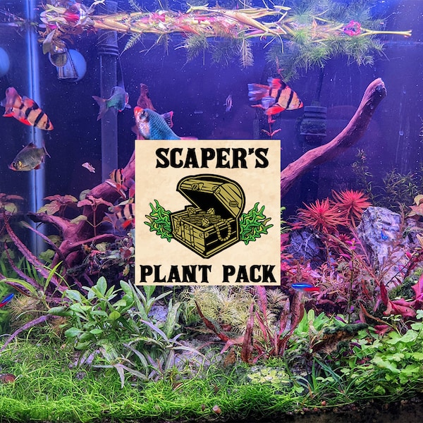 Ultimate Aquascapers Aquarium Plant Bundle - BEAUTIFUL Foreground + Midground + Background Plants