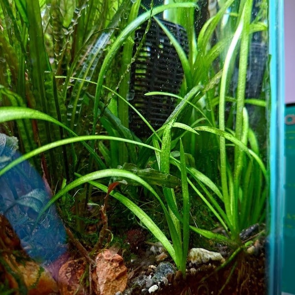 Dwarf Sagittaria Subulata - Gorgeous Aquarium Plant