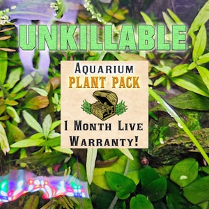 Unkillable EASY Aquarium Plant Bundle with 1-Month Warranty - Rare Beautiful Hardy Plants