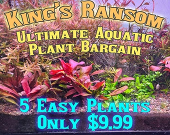 Ultimate Bargain Aquatic Plant Pack - 4 Easy Plants + FREE Floater - Kings Ransom