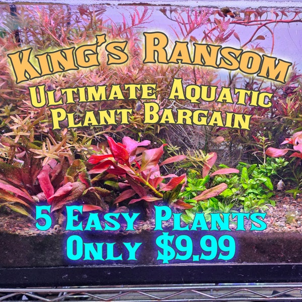 Ultimate Bargain Aquatic Plant Pack - 4 Easy Plants + FREE Floater - Kings Ransom