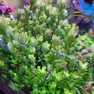 Rotala Tulunadensis (Rotala Tulu) [The RAREST, MOST BEAUTIFUL Plant Ever]