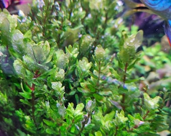 Rotala Tulunadensis (Rotala Tulu) [The RAREST, MOST BEAUTIFUL Plant Ever]