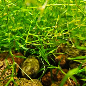 Guppy Grass - The EASIEST Plant that can grow anywhere in any tank!