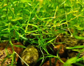 Guppy Grass - The EASIEST Plant that can grow anywhere in any tank!