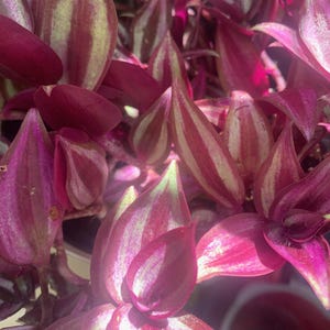 Tradescantia Zebrina Purple silver
