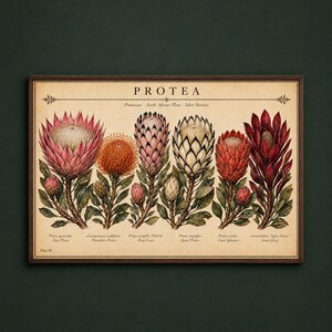 Puede incluir: Una lámina botánica enmarcada titulada PROTEA que presenta seis ilustraciones detalladas de flora sudafricana. La obra muestra varias variedades de protea en tonos rosa, naranja, blanco y rojo intenso, cada una etiquetada con su nombre científico.