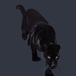 Pode incluir: Uma ilustração digital de uma pantera negra em posição de espreita. A pantera tem pelo preto liso com reflexos subtis, olhos amarelos penetrantes e bigodes longos. É representada a partir de um ângulo elevado, mostrando a sua musculatura.