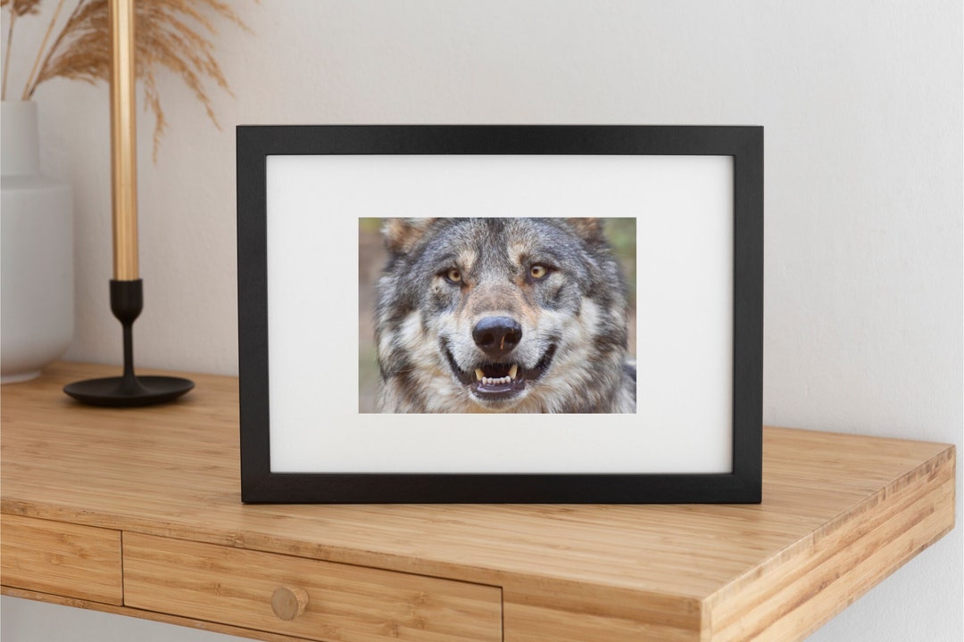 Iberian Wolf Close up Photography Fine Art Photography Print Framed or