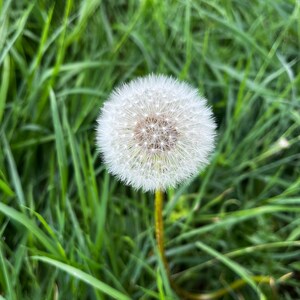 Dandelion