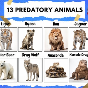 Predatory animals flashcards; Montessori Materials, Educational Printable Cards, Zoo Animals Flash Cards, INSTANT DOWNLOAD