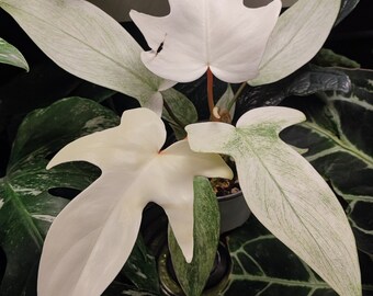 Philodendron Florida Ghost