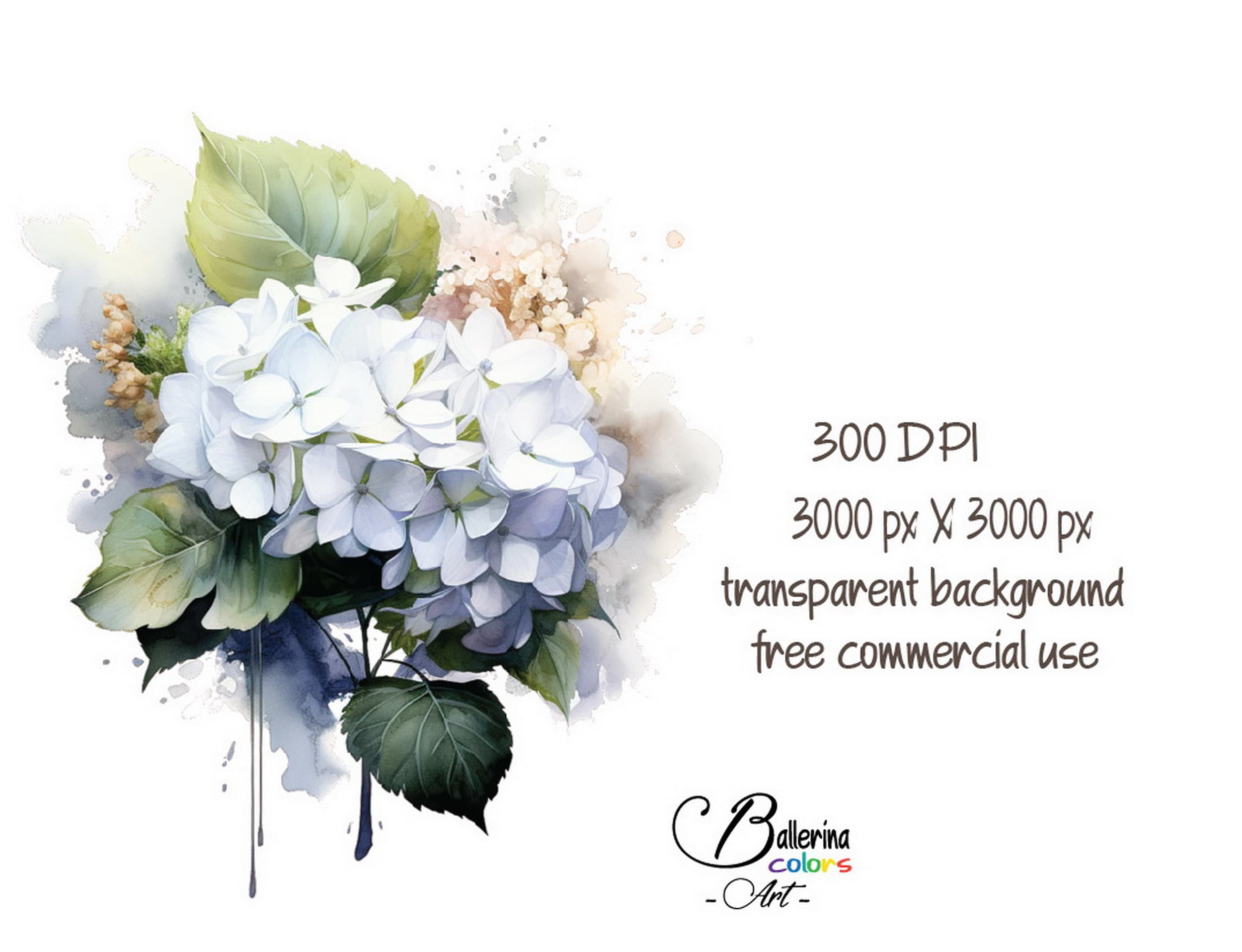 15 White Hydrangea Clipart, Hydrangea Print, White Hydrangea Paiting ...